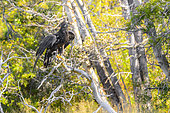 Bald Eagle (Haliaeetus leucocephalus) immature, on a dead tree in autumn, Chilcotin Mountains, Rocky Mountains, British Columbia, Canada