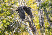 Bald Eagle (Haliaeetus leucocephalus) immature flying away in autumn, Chilcotin Mountains, Rocky Mountains, British Columbia, Canada