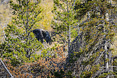 Bald Eagle (Haliaeetus leucocephalus) immature flying away in autumn, Chilcotin Mountains, Rocky Mountains, British Columbia, Canada