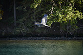 Great Blue Heron (Ardea herodias) in flight over a lake in autumn, Chilcotin Mountains, Rocky Mountains, British Columbia, Canada