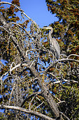 Great Blue Heron (Ardea herodias) immature on a branch in a coniferous forest in autumn, Chilcotin Mountains, Rocky Mountains, British Columbia, Canada