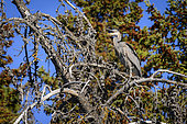 Great Blue Heron (Ardea herodias) immature screaming on a branch in a coniferous forest in autumn, Chilcotin Mountains, Rocky Mountains, British Columbia, Canada
