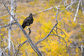 Bald Eagle (Haliaeetus leucocephalus) immature, on a dead tree in autumn, Chilcotin Mountains, Rocky Mountains, British Columbia, Canada