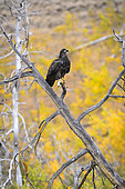 Bald Eagle (Haliaeetus leucocephalus) immature, on a dead tree in autumn, Chilcotin Mountains, Rocky Mountains, British Columbia, Canada
