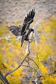 Bald Eagle (Haliaeetus leucocephalus) immature, on a dead tree in autumn, Chilcotin Mountains, Rocky Mountains, British Columbia, Canada