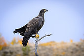 Bald Eagle (Haliaeetus leucocephalus) immature, on a dead tree in autumn, Chilcotin Mountains, Rocky Mountains, British Columbia, Canada