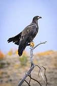 Bald Eagle (Haliaeetus leucocephalus) immature, on a dead tree in autumn, Chilcotin Mountains, Rocky Mountains, British Columbia, Canada