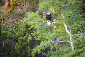 Bald Eagle (Haliaeetus leucocephalus) on a Quaking Aspen (Populus tremuloides) in the fall, Chilcotin Mountains, Rocky Mountains, British Columbia, Canada