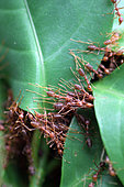 Oecophyllous ants (Oecophylla longinoda) making their nest, Bali, Indonesia.
