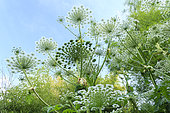 Giant hogweed (Heracleum mantegazzianum), Jardins du Pays d'Auge, Cambremer, Calvados, Normandie, France