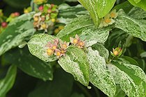 St. John's wort 'Gladys Brabazon' (Hypericum androsaemum) 'Gladys Brabazon',, Jardins du Pays d'Auge, Cambremer, Calvados, Normandie, France