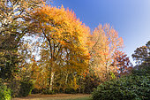 Black Tupelo (Nyssa sylvatica) in autumn, Arboretum of Balaine, Villeneuve-sur-Allier, Allier, France
