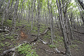 Lenga Forest (Nothofagus pumilio) Torres del Paine National Park, XII Magallanes and Chilean Antarctic Region, Chile