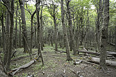 Lenga Forest (Nothofagus pumilio) Torres del Paine National Park, XII Magallanes and Chilean Antarctic Region, Chile