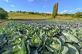 Green cabbage and red cabbage, Truck farming, Haute Savoie, France