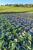 Green cabbage and red cabbage, Truck farming, Haute Savoie, France