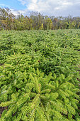 Christmas trees in cultivation, species: Douglas fir (Pseudotsuga sp), Haute Savoie, France