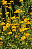Yellow camomile in bloom in a garden