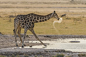 Giraffe (Giraffa camelopardalis) drinking, Namibia, Etosha national park