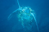 Leatherback (Dermochelys coriacea) taken in a fishing net, Sao Tome