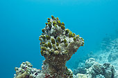 Tunicates settles (Didemnum molle) on bleached Corals,, North Male Atoll, Maldives