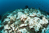 Bleached Corals on Reef Top, Felidhu Atoll, Maldives
