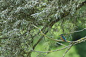Common Kingfisher (Alcedo atthis) on the lookout in a willow on a secondary arm of the Loire, France
