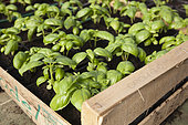Greenhouse-grown 'Grand Vert' basil, "Les jardins de Théia" Organic growing in Jura, France