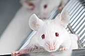 Laboratory mice (Mus musculus), Netherlands