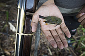Bird killed with a shotgun before being eaten, Pulau Siberut, Sumatra, Indonesia