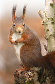 Red squirrel (Sciurus vulgaris) eating, Ardenne, Belgium