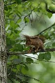 Red squirrel (Sciurus vulgaris) on a branch, Ardenne, Belgium