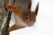 Red squirrel (Sciurus vulgaris) head down on a trunk, Ardenne, Belgium