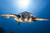 Hawksbill sea turtle (Eretmochelys imbricata) swimming, Indian Ocean, Mayotte
