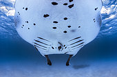 Raie manta de récif (Manta alfredi) sous la surface, Océan Indien, Mayotte