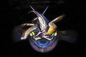 Portrait of Bigfin reef squid (Sepioteuthis lessoniana) at night, Indian Ocean, Mayotte