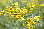 Tanaisie commune (Tanacetum vulgare), fleurs