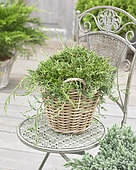 Juniperus horizontalis Wiltonii