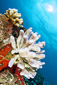 Bleaching of a coral (Pocillopora damicornis), beginning to be covered by algae. This is an abnormal increase in water temperature which causes the symbiotic microalgae of the coral (the zooxanthellae) to leave, and therefore the bleaching of the colonies. Seychelles