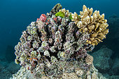 Coral branch partially dead after blanching. It is an abnormal increase in water temperature which causes the symbiotic microalgae of the coral (zooxanthellae) to start, and thus the colonies' bleaching, Seychelles