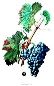 Botanical illustration of grape Carignan