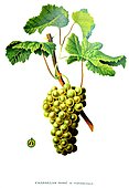 Botanical illustration of grape Chasselas Doré de Fontainebleau