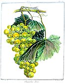 Botanical illustration of grape Chasselas Doré