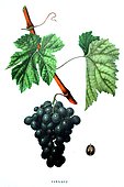 Botanical illustration of grape Cinsaut