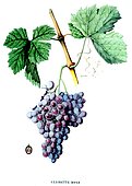 Botanical illustration of grape Clairette Rose