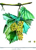 Botanical illustration of grape Corinthe Blanc