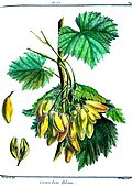 Botanical illustration of grape Cornichon Blanc