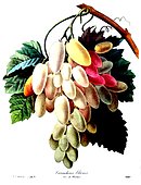 Botanical illustration of grape Cornichons Blancs