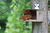 Red squirrel (Sciurus vulgaris) on the nut stock, Normandy, France