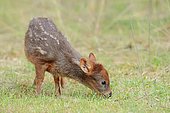 Southern Pudu (Pudu puda), young, native to South America, captive, The Netherlands, Europe